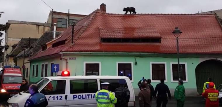 Embert fenyegetett a Szebenben lelőtt medve