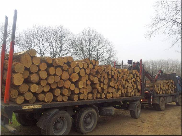 Szellemkamionok szállítják Rétyre a fát?