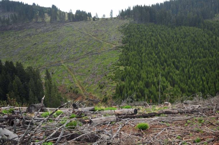 Ingyenes védelem a 30 hektárnál kisebb erdőknek