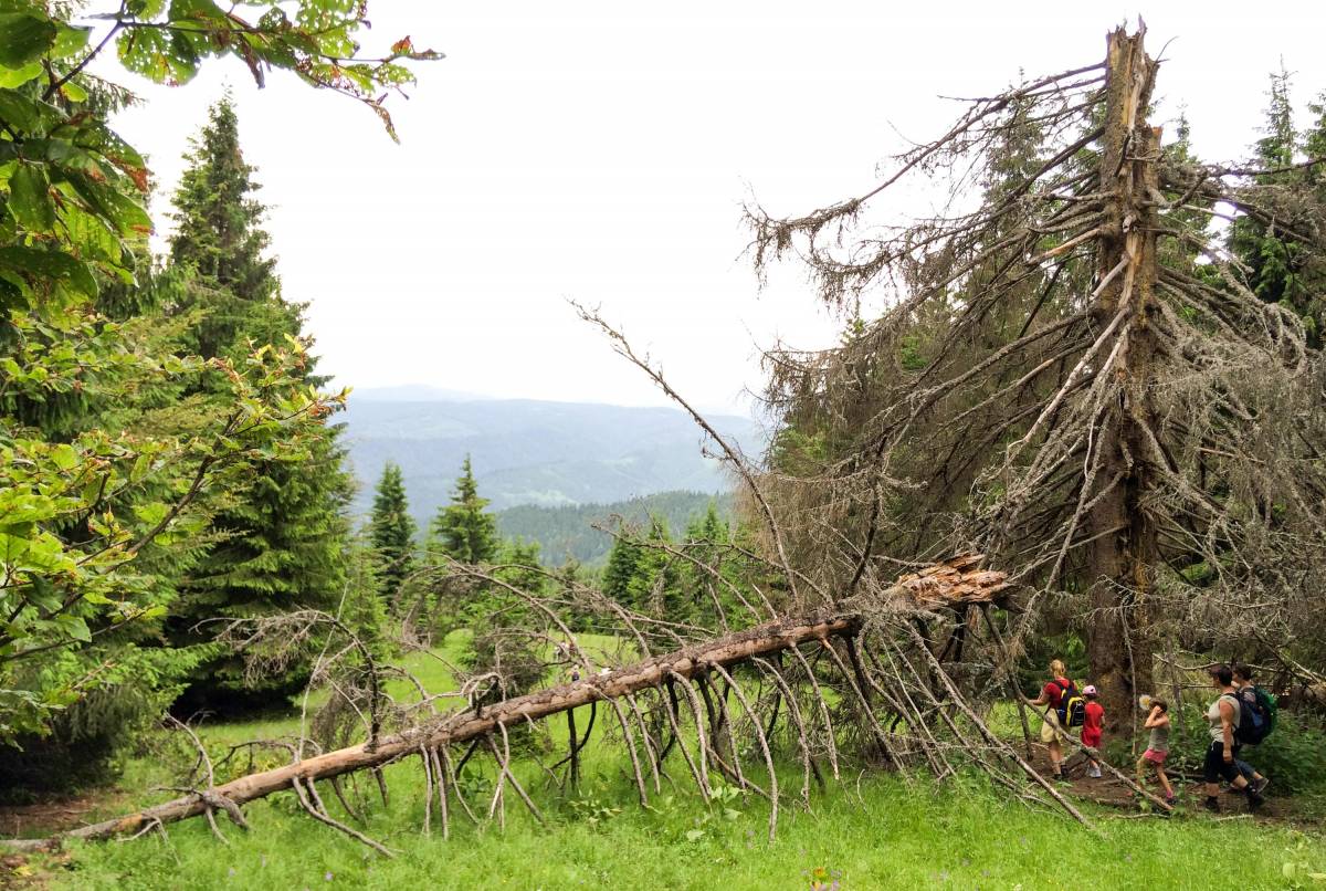 •  Fotó: Boda L. Gergely