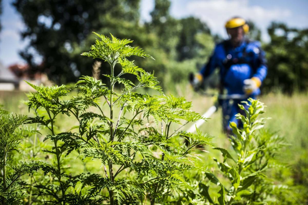 A parlagfű írtását a legcélszerűbb már tavasszal elkezdeni •  Fotó: MTI