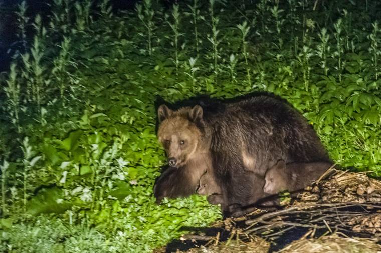 Már a medve sem jár egyedül? Három nagyvadat láttak Oroszhegyben