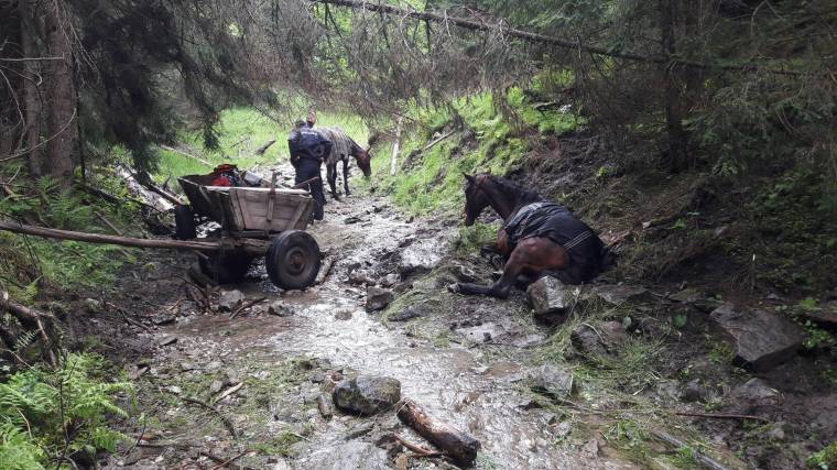 Csíki hegyimentők mint állatmentők
