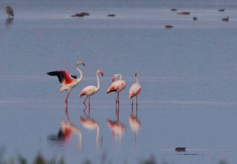 Ritka esemény: rózsás flamingót fotóztak Romániában