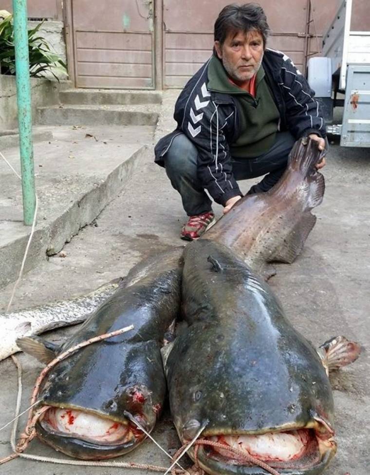 Nyolcvankilós harcsát fogtak a Marosban