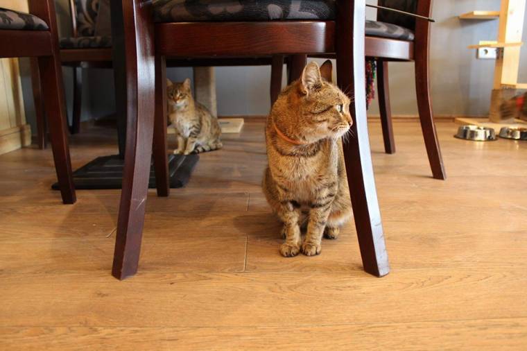 Bezár a kolozsvári macskás kávézó