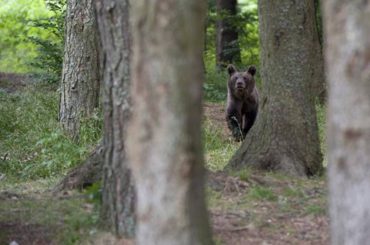 „Kolduló” medvebocsok a Szent Anna-tónál