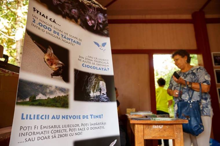 Betekintés a bőregerek világába