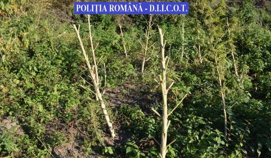 &bullet;  Fotó: Politiaromana.ro