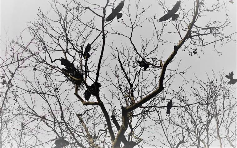 Varjúvadászatot tartottak a szatmárnémeti Kossuth-kertben