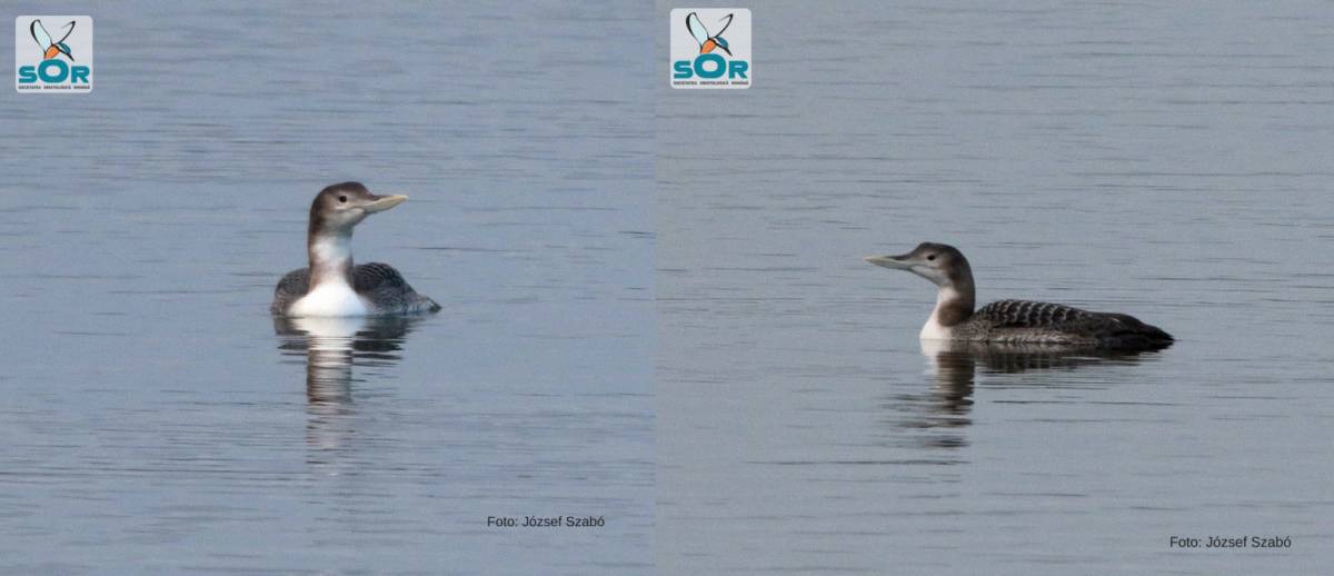 •  Fotó: Szabó József