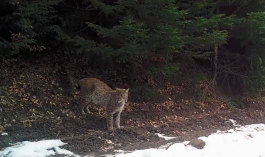 •  Fotó: Romsilva