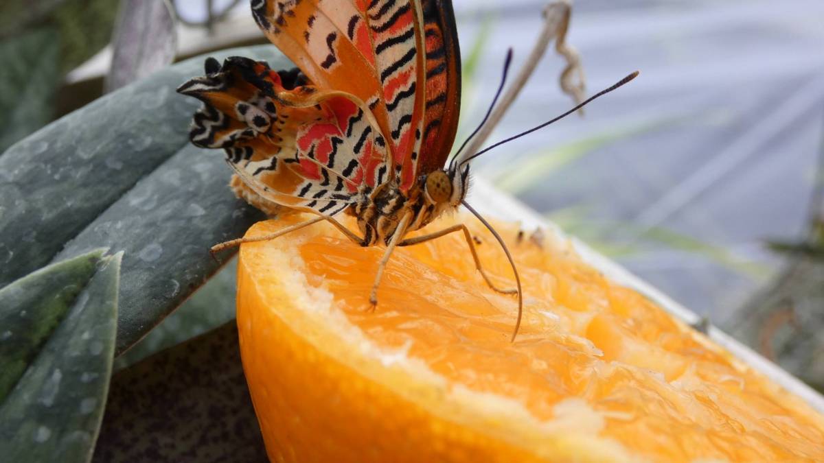 Érett gyümölcsök nedűjéből táplálkoznak a kiállításon bemutatott trópusi óriáslepkék •  Fotó: BBTE