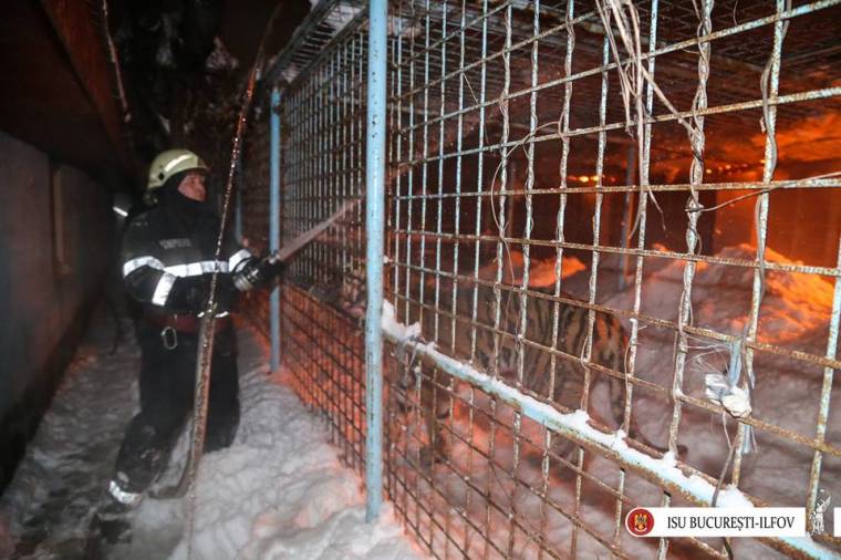 Tigrisek is elpusztultak a bukaresti tűzvészben