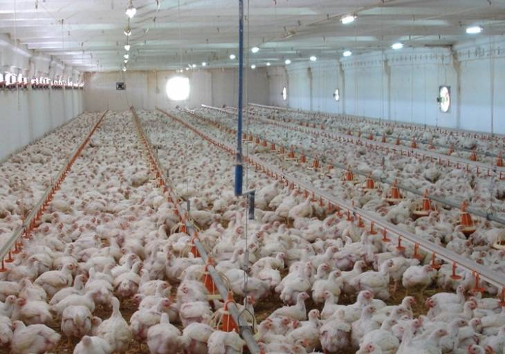 Nem kérnek a csirkefarm bűzéből a szászfenesiek