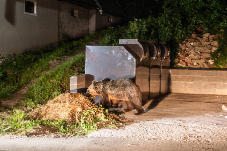 Felélénkül a székelyföldi „medveturizmus”