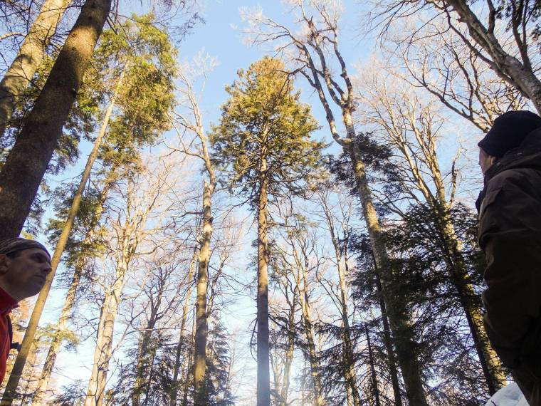 UNESCO-védelem az ósinkai erdőnek