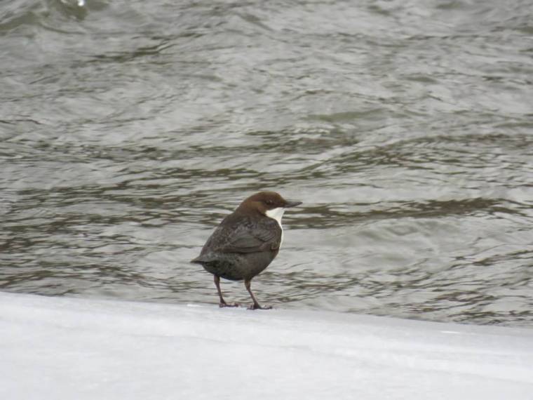 Téli madarászélmény: vízirigó-számlálás