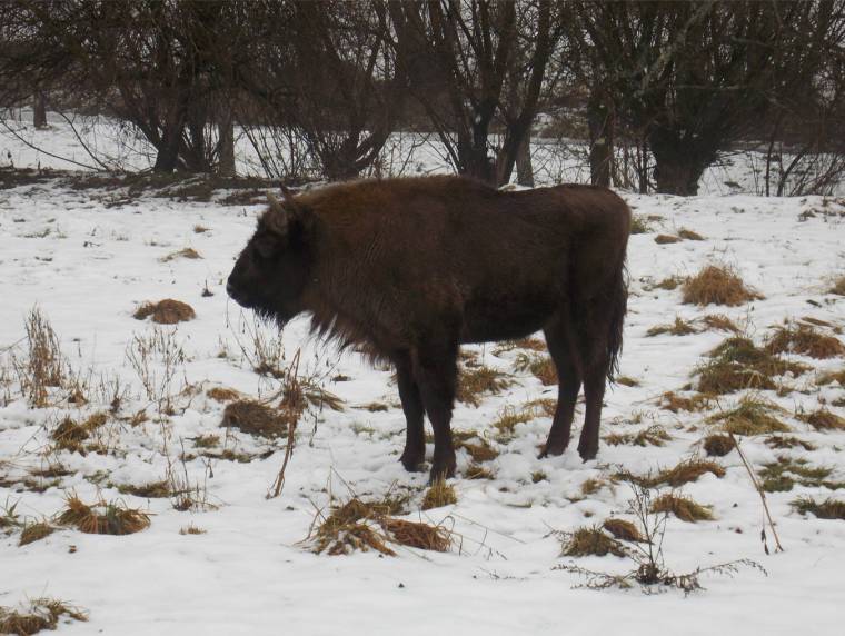Vajdahunyadon is elindult a bölény-visszatelepítési projekt