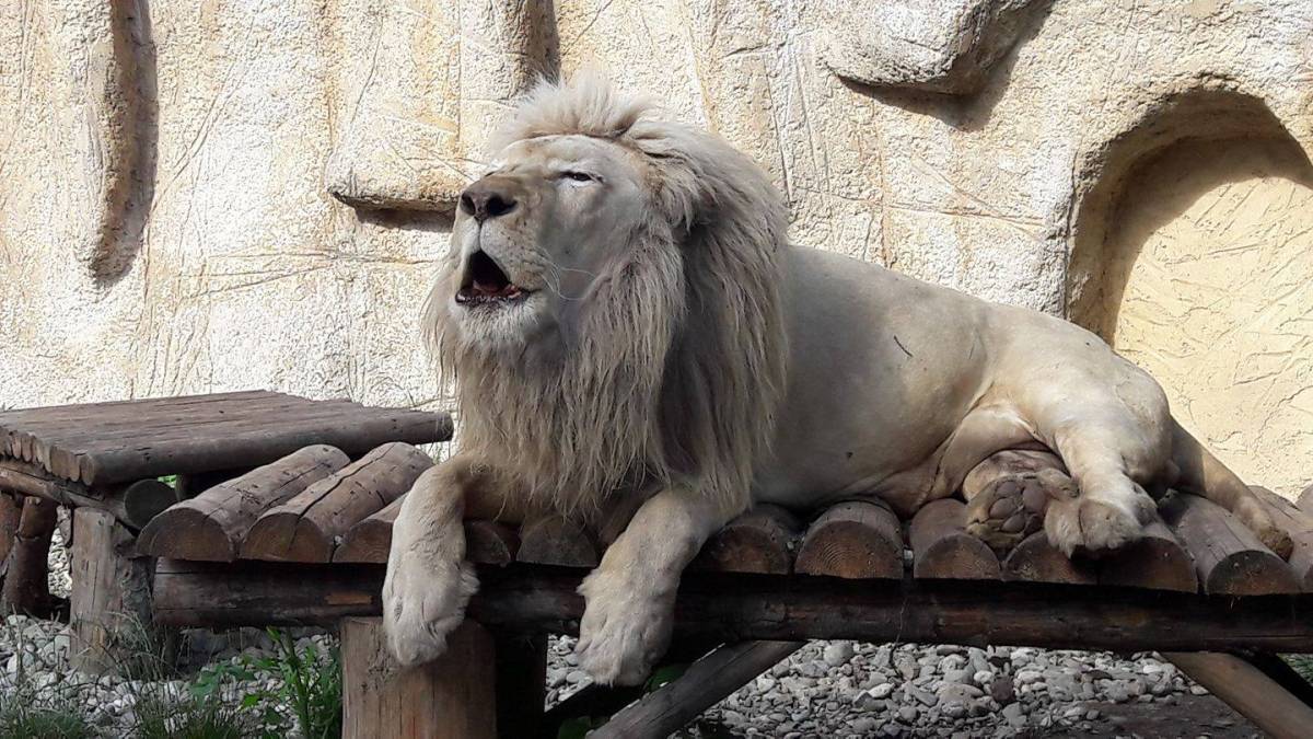 •  Fotó: Facebook/Zoo Brasov