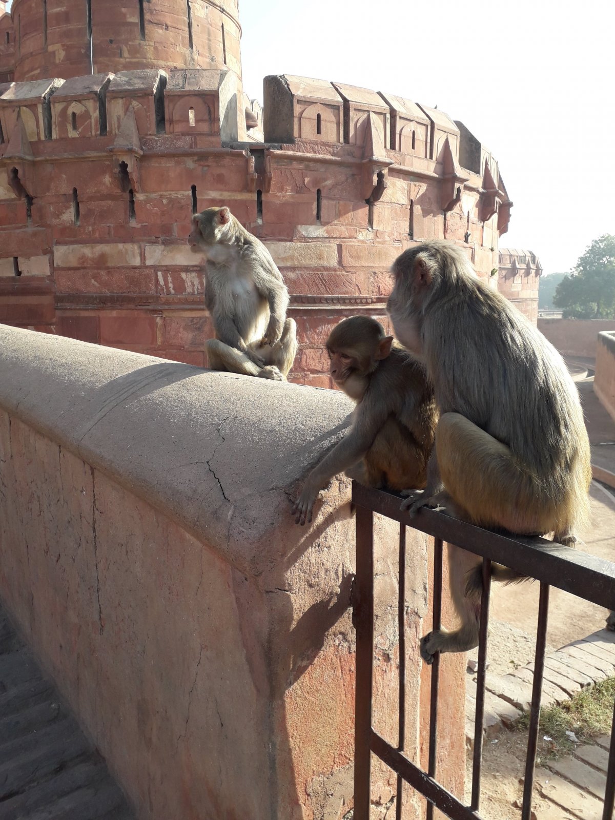 A delhi Vörös Erőd 2007-ben UNESCO-védelem alá helyezett világörökségi helyszín, rengeteg majom ugrál a hatalmas falak körül •  Fotó: Kiss Judit