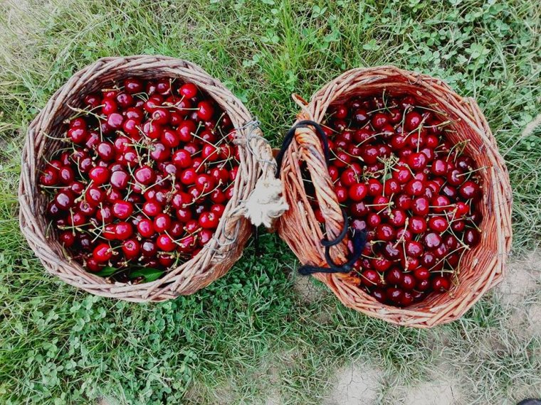 Fesztivállal ünneplik a cseresznyeszüretet Magyardécsében