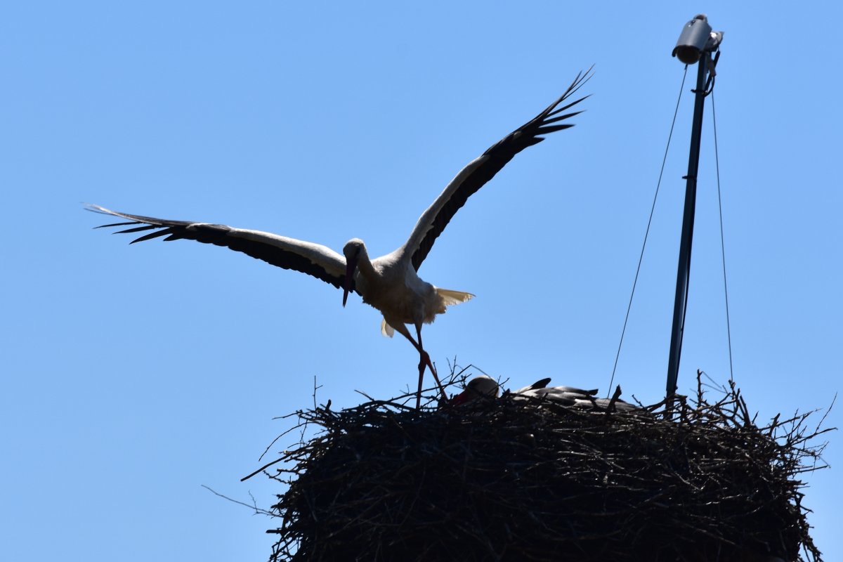•  Fotó: Clujbird.ro
