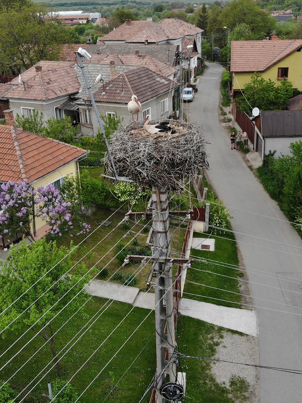 •  Fotó: Clujbird.ro