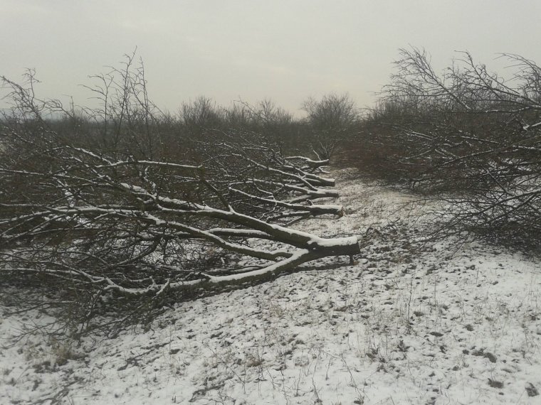 Tulajdonjogi adok-kapok: évek óta harcolnak gyümölcsöseikért a selymesilosvai gazdák