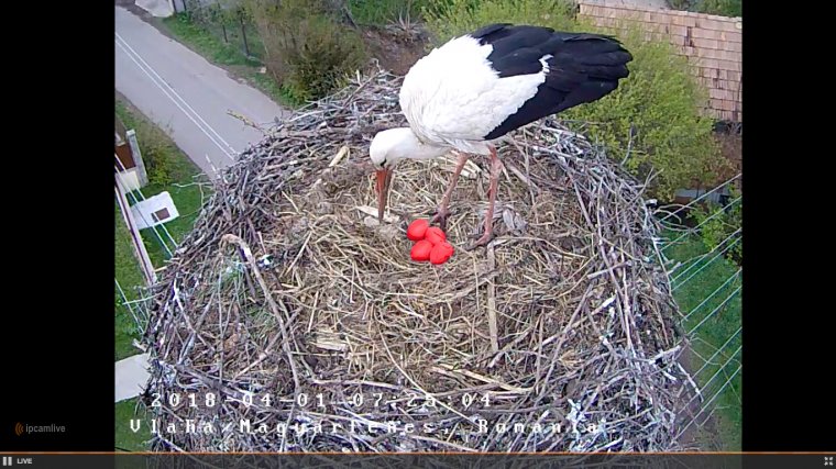 Világszenzáció Magyarfenesen? Erre senki nem számított a fehér gólya és a piros tojás vonatkozásában