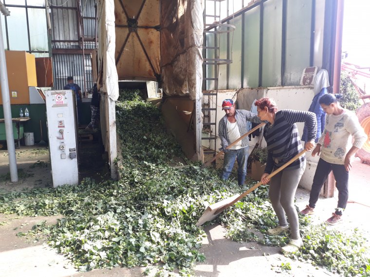 „Lecsapolt” ágazat: két komlótermesztő vállalat maradt Romániában