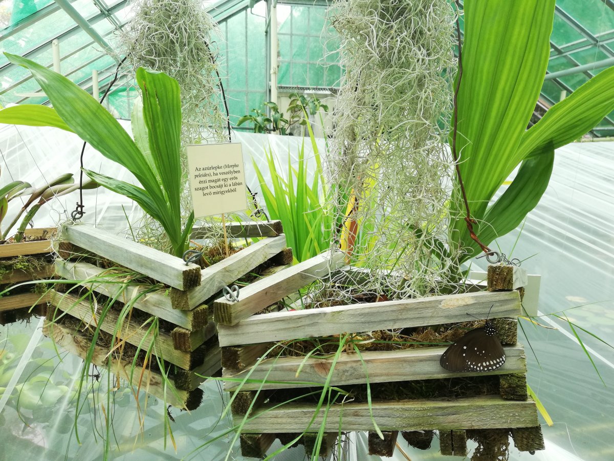 A kiállításon magyar nyelvű leírást is olvashatunk a különböző fajokról •  Fotó: Bede Laura