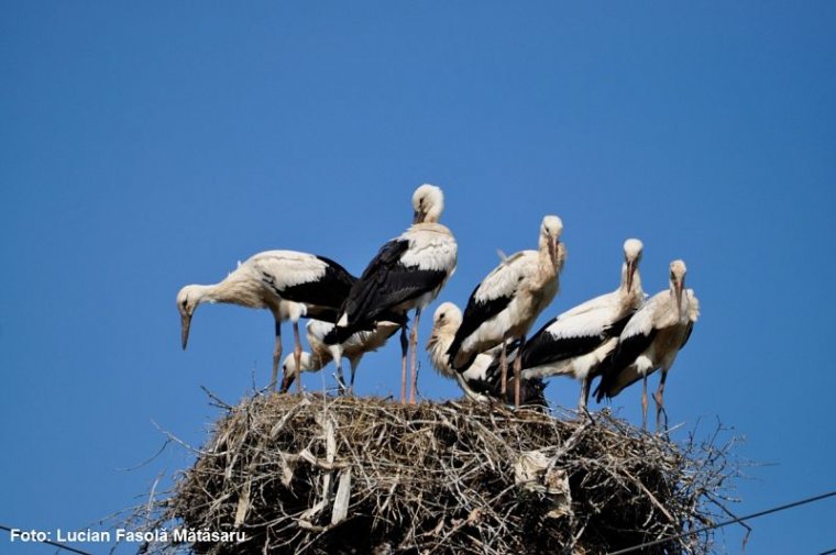 Romániai premier: hét kisgólya nőtt fel egy gólyafészekben