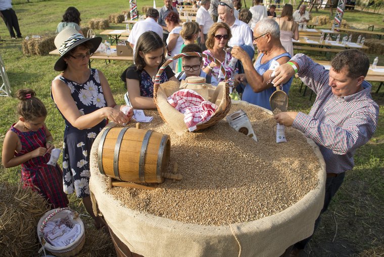Rászoruló gyermekeknek gyűjtenek búzát a Kárpát-medencében élő gazdák