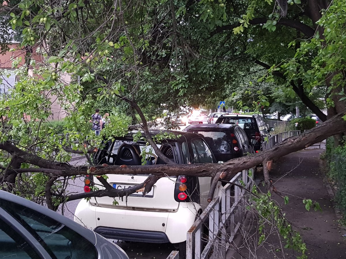 Kolozsváron személygépkocsit rongált meg a szél által kitört faág • Fotó: Rostás Szabolcs