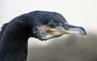 Pusztítanak a kormoránok, kilövésüket kérik a halászok