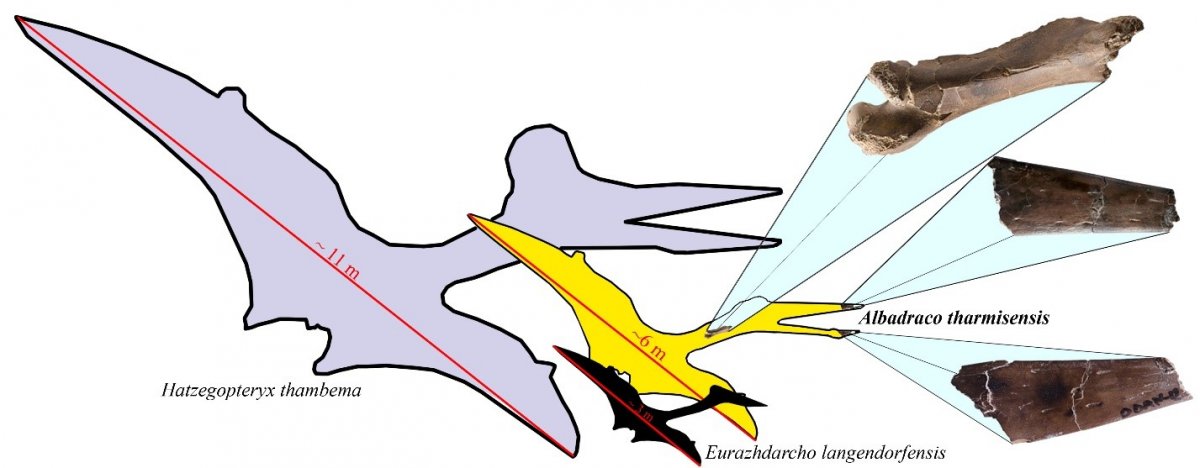 Az őshüllőnek egy állközi csontja és az alsó állkapocs egyik darabja, valamint nyakcsigolyája került elő •  Fotó: news.ubbcluj.ro