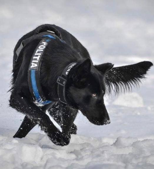 Szimatmester. Teba több gyilkosság elkövetőjét is elkapta •  Fotó: Ministerul Afacerilor Interne