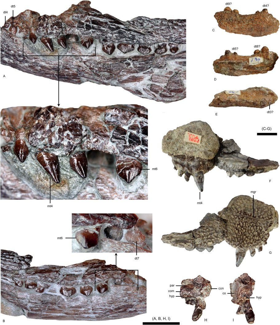 Az Aprosuchus ghirai étrendjében elsősorban ízeltlábúak és kisebb gerincesek játszottak szerepet • Fotó: www.sciencedirect.com