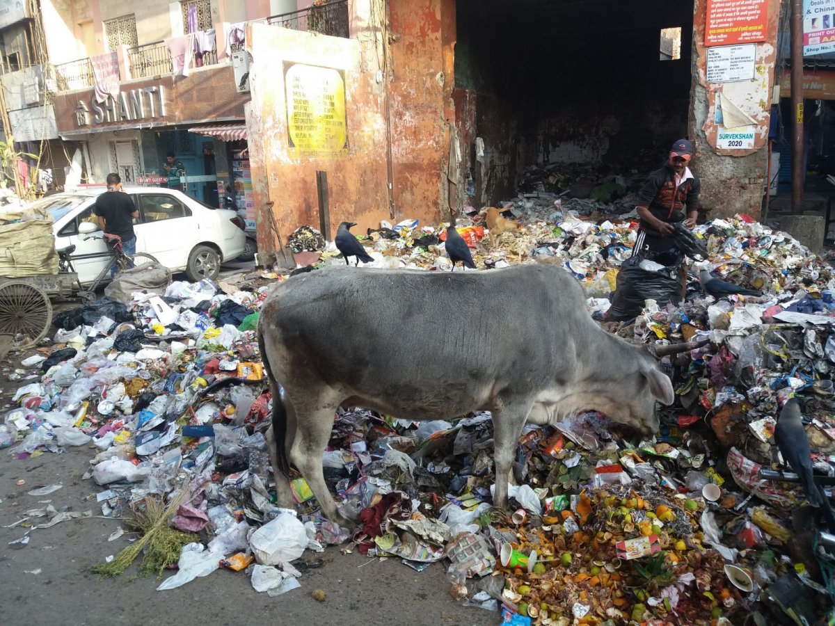 ... és a csúnyábbik •  Fotó: Facebook/The Kőrösi Project - From Transylvania to Ladakh