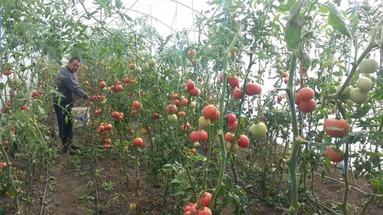 Otthonról adják el a kistermelői zöldségeket a tudatos vásárlóknak