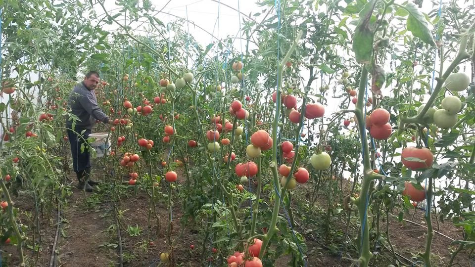 László R. Lehel tavaly a mezőgazdasági minisztérium által meghirdetett paradicsomprogramban is részt vett &bullet;  Fotó: Facebook