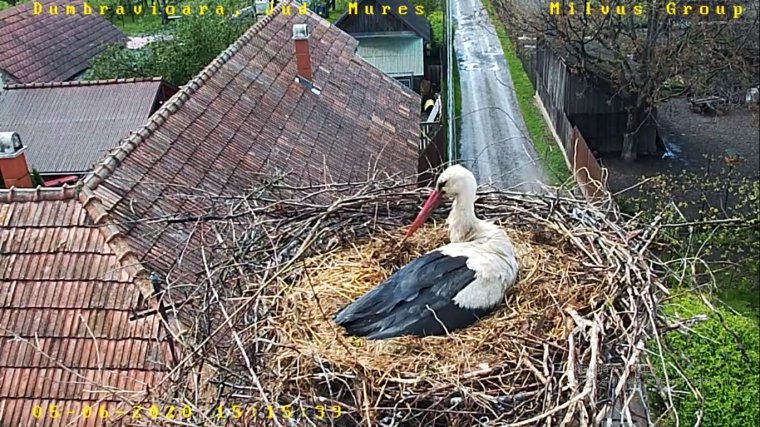 Pozitívan hat a madarakra a zajcsökkenés