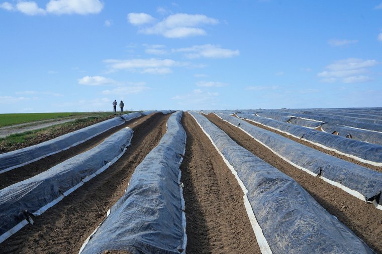 Egy németországi farm 19 román vendégmunkása fertőződött meg koronavírussal