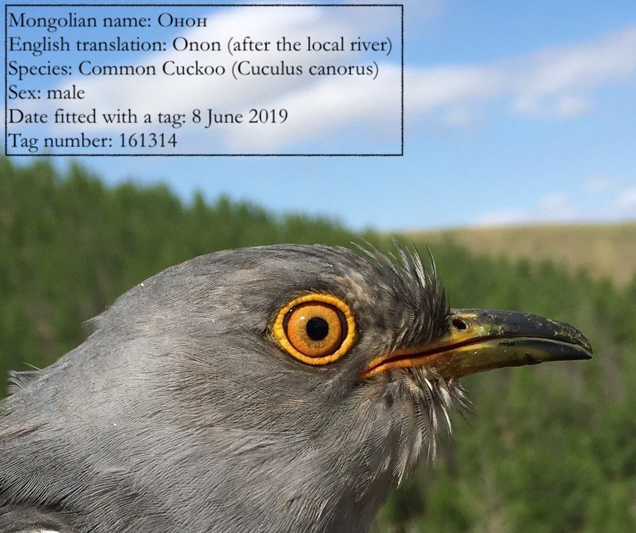 A világbajnok Onon nevű kakukk •  Fotó: Mongolia Cuckoo Project