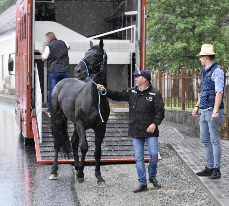 Értékes magyar mének adnak új lendületet a közép-erdélyi és székelyföldi lótenyésztésnek