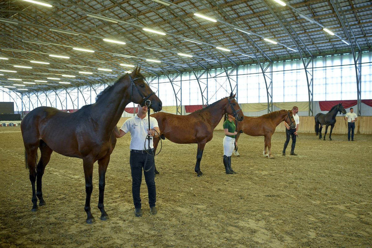 Az erdélyi lótenyésztőknek szánt négy tenyészmén a csütörtöki átadáson, a Mátai Ménes lótenyésztési központban •  Fotó: MTI/Czeglédi Zsolt
