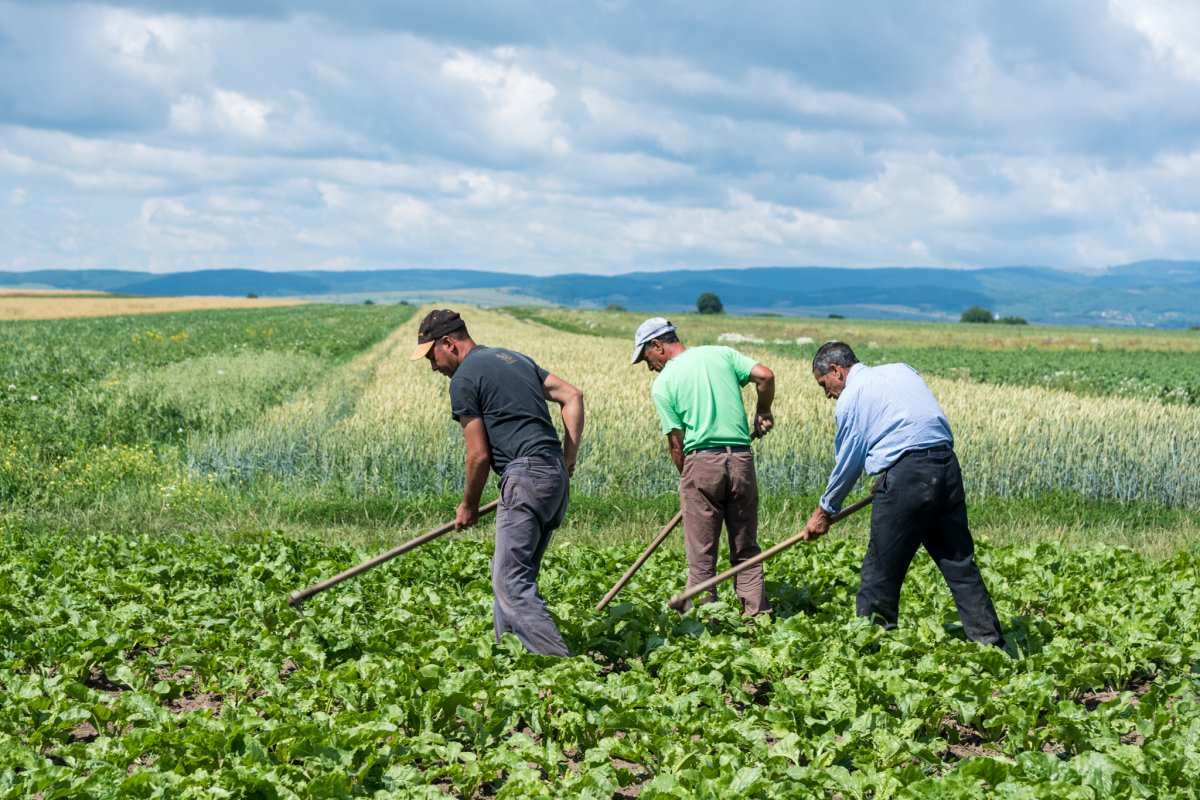 •  Fotó: Vargyasi Levente