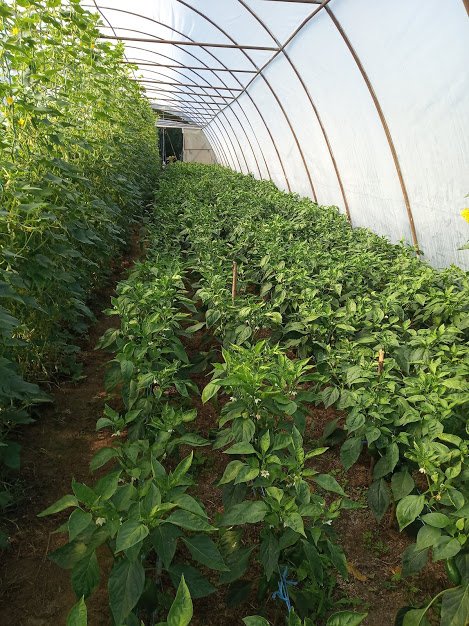 Fóliaházi csendélet. Az uborkasor tövében virágzik a paprika •  Fotó: Tímár Katalin