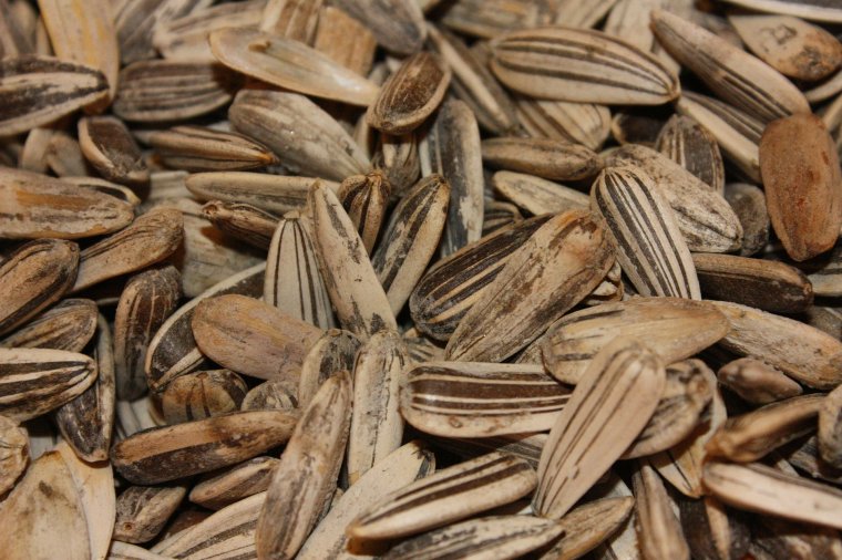 Ezer lejre bírságoltak szotyizás miatt egy Kolozsváron tanuló egyetemistát